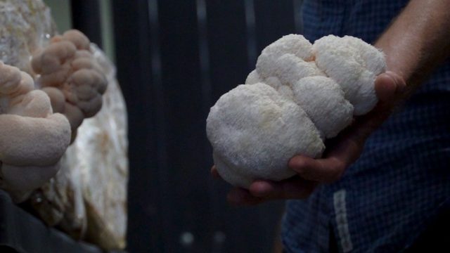 Video projekta BEEYOND MUSHROOM, ki prikazuje gojenje zdravilnih gob, razvoj izdelkov in raziskave za zaščito čebel.